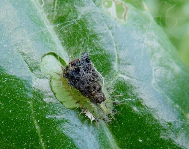 larva coperta di escrementi: Cassida